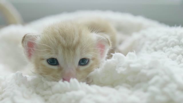 beautiful white cat