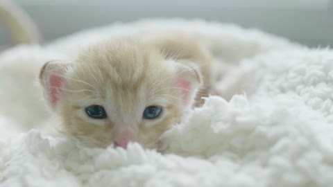 beautiful white cat