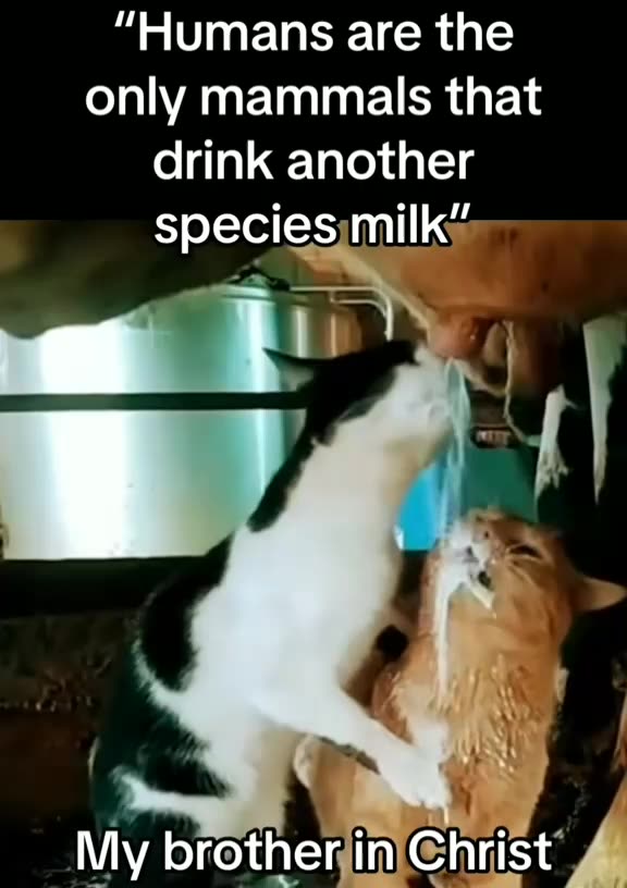 My Kitty from another Titty 🥛🐄🐾😺