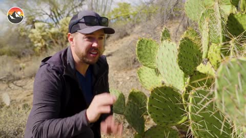 Spiked by the Most Painful Cactus in America!