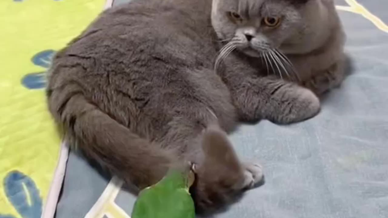A parrot fooled the cat 😃😃