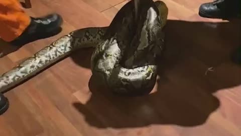 Gigantic Snake Falls Through Ceiling and Destroys House