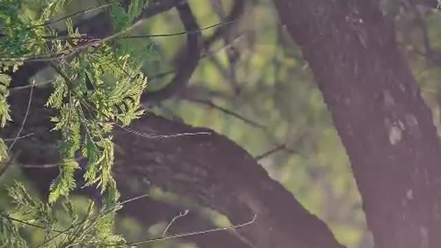 Tree branches and leaves close up