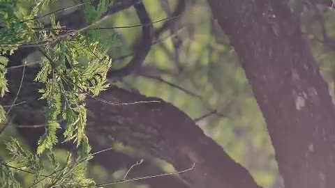 Tree branches and leaves close up