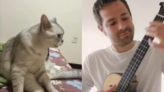 Singing cat