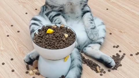 Funny cat video