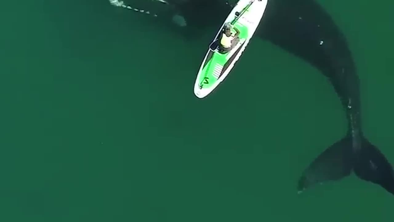 Giant Whale Approaches Unsuspecting Paddle Boarder