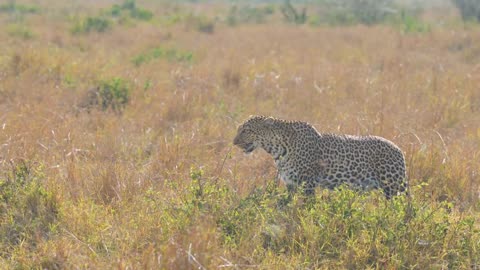 Kenya wild beast migration