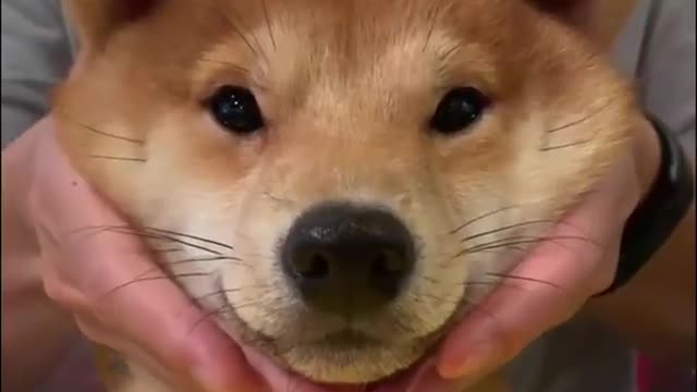 Baby Animals Funny Cats and Dogs Videos Compilation | Cute Pets