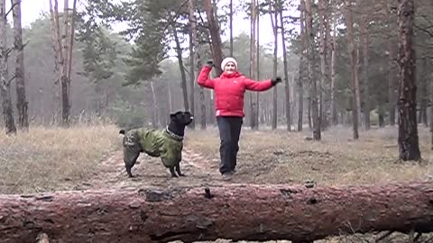 The beauty and grace of the dog Cane Corso