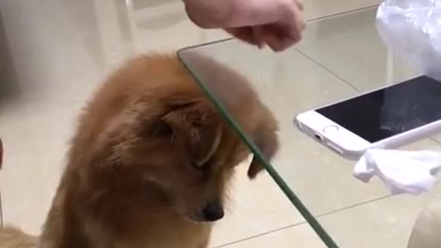 Dog gets confused while dropping the food on Glass