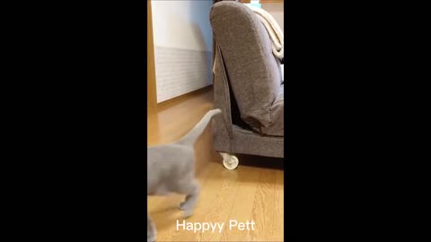 Funniest Animals 2024 - Funniest Cats and Dogs - Part 09/FUNNY ANIMAL LEGENDS