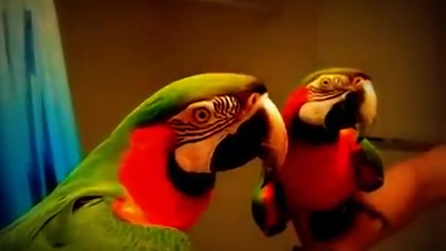 beutiful talking parrots