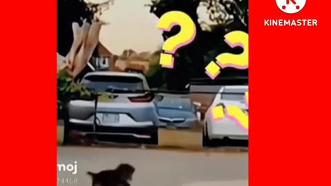 Best funny dog,