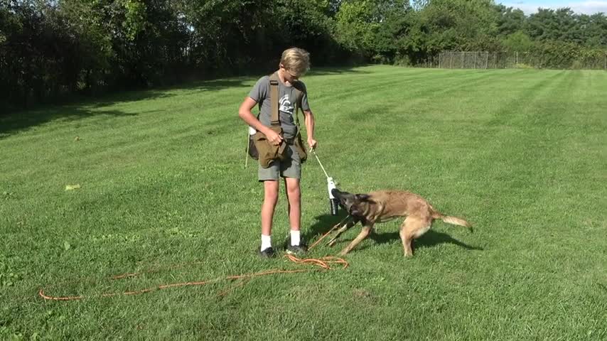how to make dog become aggressively instantly with few tricks