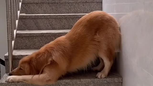 dog getting excited