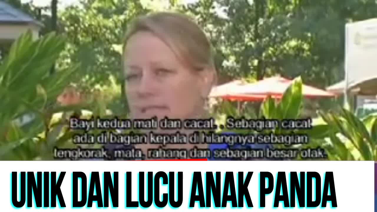 viral Anak Kecil Sedih Panda Raksasa Melahirkan di kebun binatang nasional Amerika Serikat Terekam