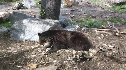 Bear video