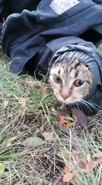Cat hiding under the jacket