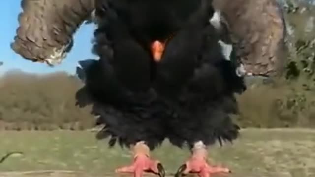 This beautiful bird is dancing