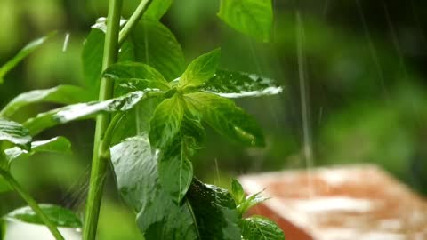 Calming rain drops 30 minutes of calming rain sounds and video