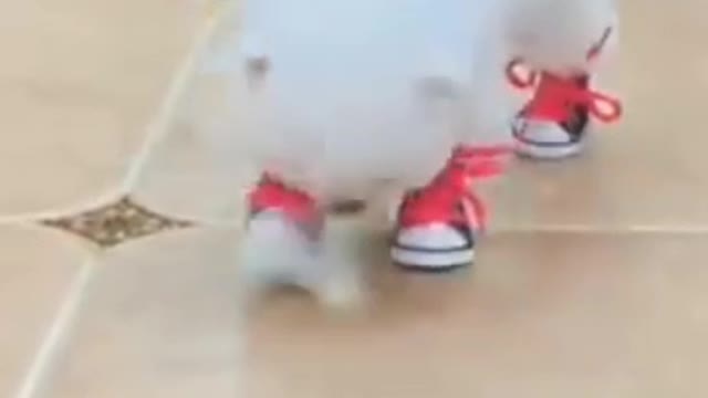 funny and cute puppy