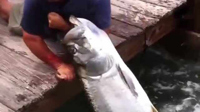 Feeding Fish gone wrong