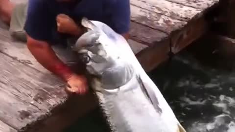 Feeding Fish gone wrong