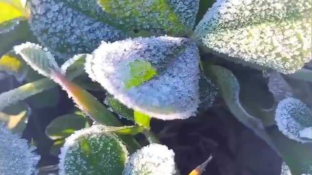 Frosted leaves