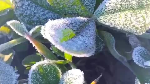 Frosted leaves