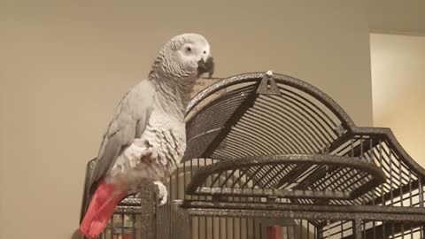 Best Talking African Grey Parrot sings "I'm in love with the Coco"