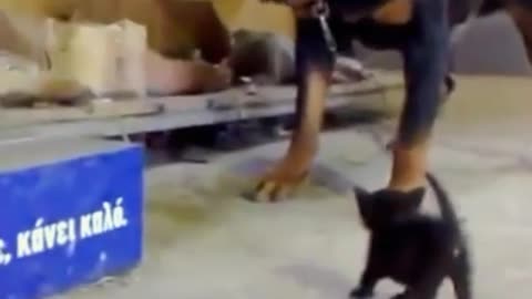 Dog being buy tiny cat