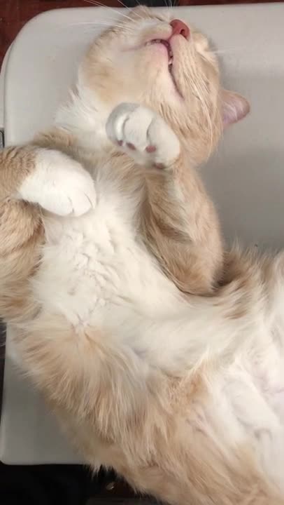 Funny Cat Sleeping Hilariously#Shorts