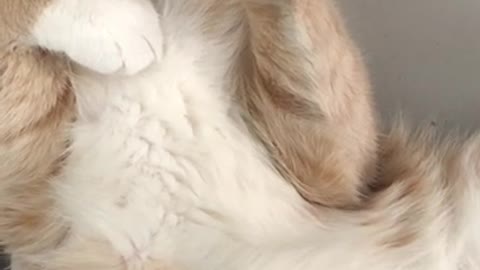 Funny Cat Sleeping Hilariously#Shorts