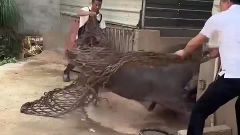 Best Way for Catching Pigs 🐖 😜 👌