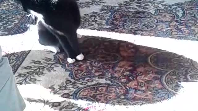 Black white cat spins out of control