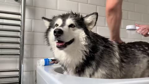 Alaskan Malamute Bath Time! Naughty Niko Rolled In Poo!-20