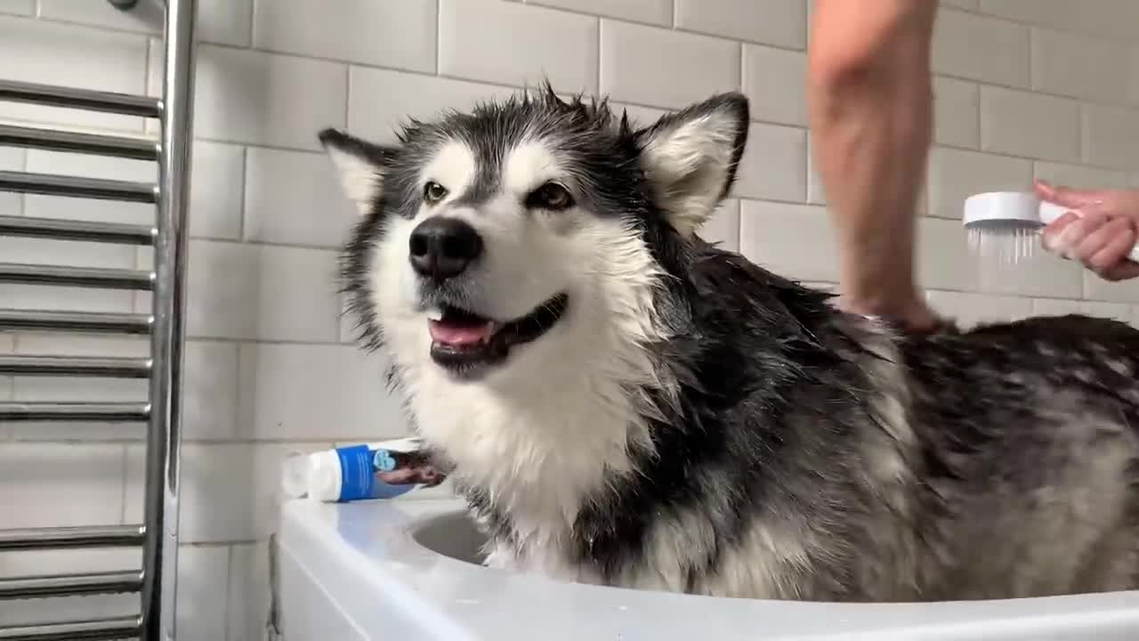 Alaskan Malamute Bath Time! Naughty Niko Rolled In Poo!-20