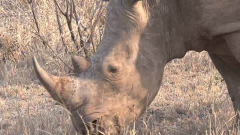 Rhino grazing on dry grass