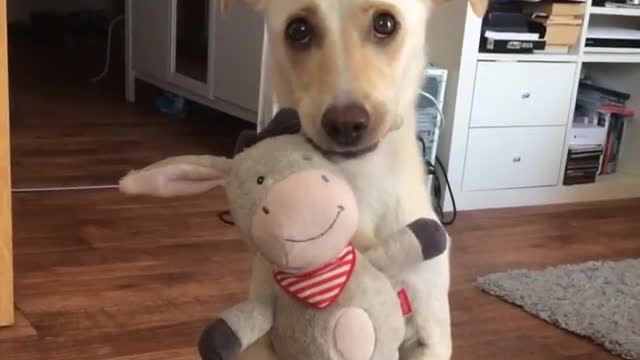 Cute Dog Hugs Stuffed Animal