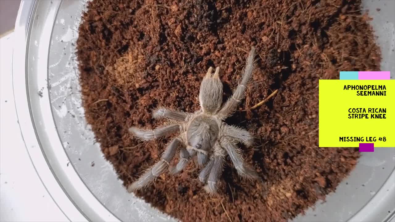 7 Legged Aphonopelma seemanni 15x Tarantula Takedowns