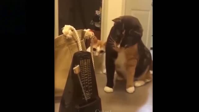 a cat don't understand anything , funny cat