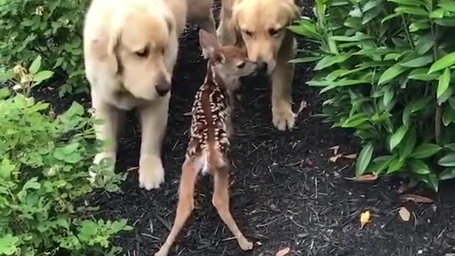 Dog kissing time with cat and cat enjoy funny video in a beautiful room