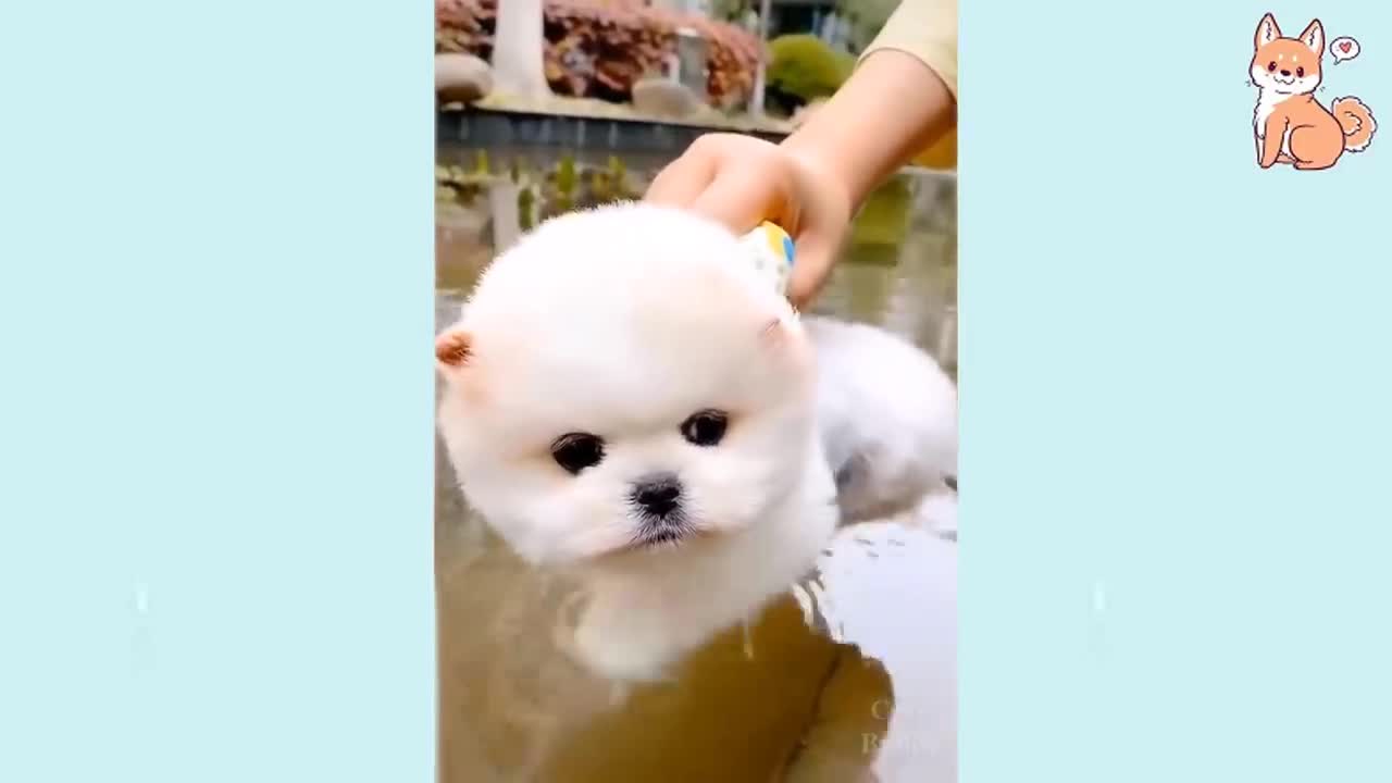 Cute Puppy Compilation 😍