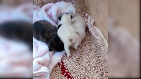 by Dogs - Cute and Funny Dog Videos Compilation #5 _ Aww Animals