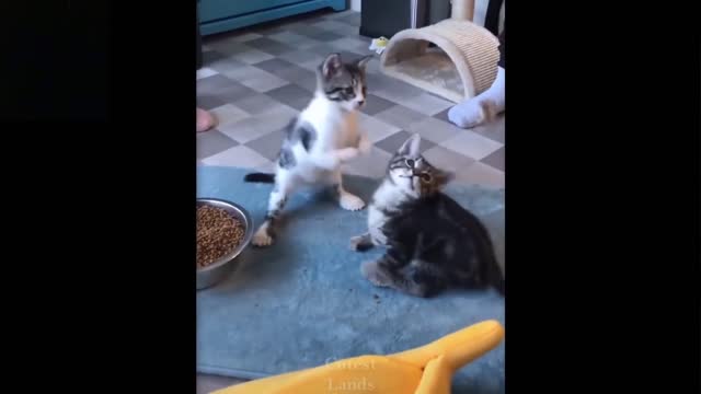 Maf's funny animal videos