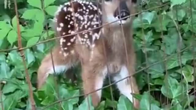 The fawn is so cute