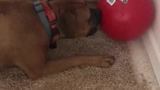 Boxer Dog Doesn’t Understand His New Toy