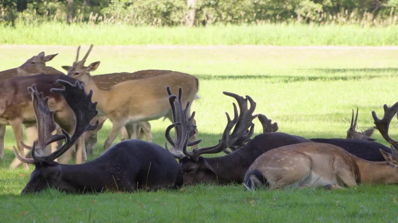 A herd of fallow deer rests and grazes in a meadow by a forest on a sunny day