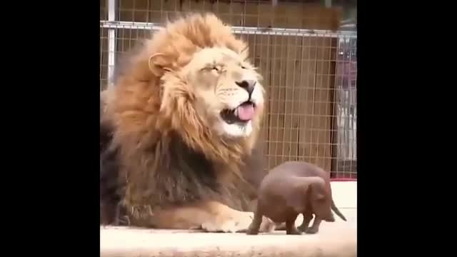 Really Funny dogs compilation | You will laugh so hard....